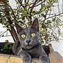 cat, gray_cat, yellow_eyes, plant, wooden_planter, outdoor, pet, curious, animal, feline, whiskers, ears, paws, nature, green_leaves, close_up, domestic_cat, garden, tree, wood