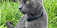 Poupoune participe au concours pour gagner de l'argent avec cette photo : cat, gray_cat, animal, pet, outdoor, grass, greenery, leash, collar, nature, meadow, feline, whiskers, ears, eyes, sitting, curious, closeup, portrait, daylight