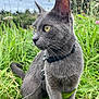 cat, gray_cat, animal, pet, outdoor, grass, greenery, leash, collar, nature, meadow, feline, whiskers, ears, eyes, sitting, curious, closeup, portrait, daylight
