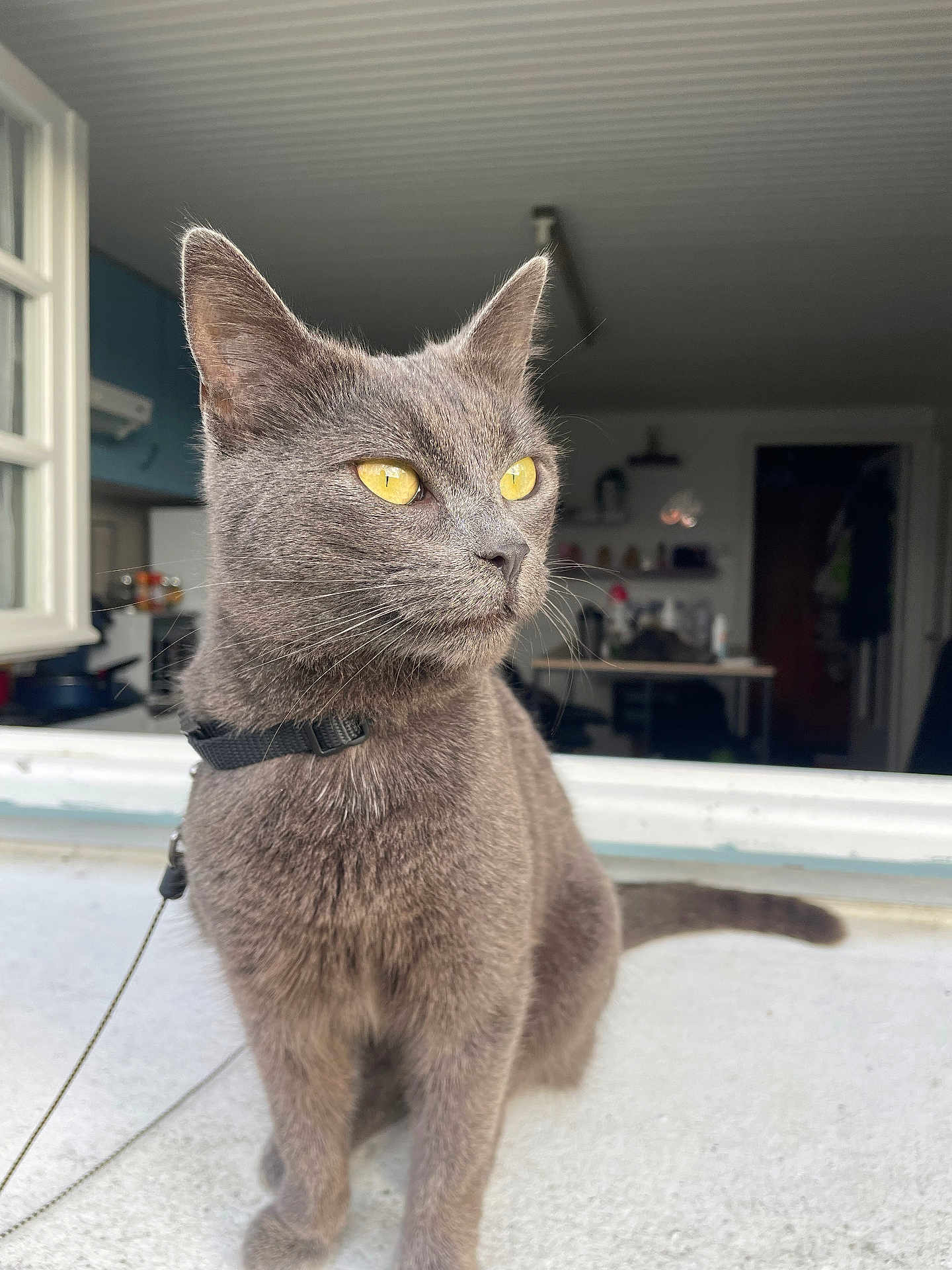 Poupoune