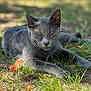 cat, gray_cat, sleeping, outdoor, grass, dirt, nature, animal, pet, relaxed, sunlight, ears, whiskers, closeup, fur, mammal, peaceful, resting, ground, daylight