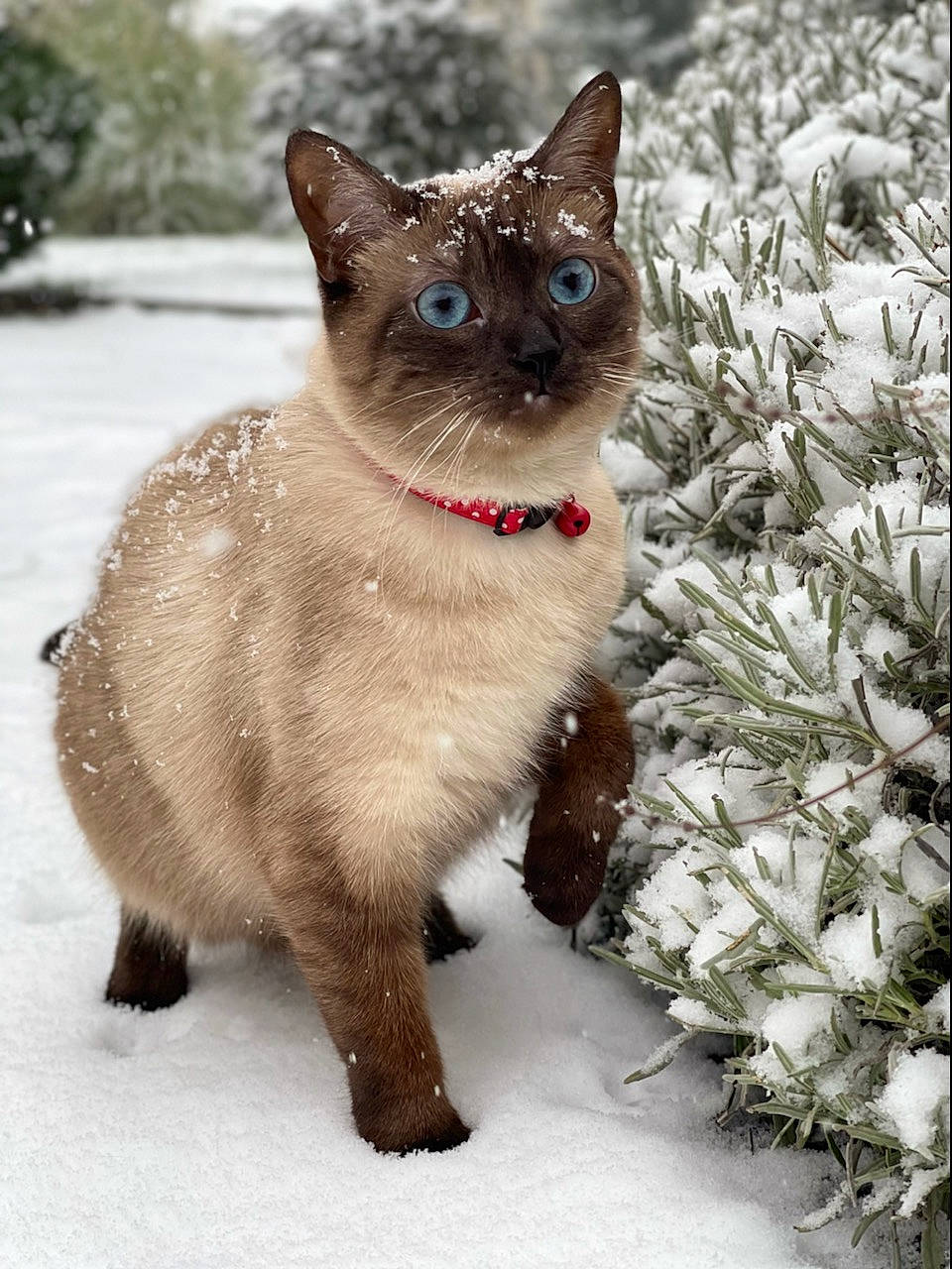 Peneloppe participe au concours pour gagner de l'argent avec cette photo : carnivore, cat, domestic_short_haired_cat, fawn, felidae, fur, grass, mammal, plant, siamese, small_to_medium_sized_cats, snout, snow, tail, terrestrial_animal, tree, vertebrate, whiskers, wildlife, winter