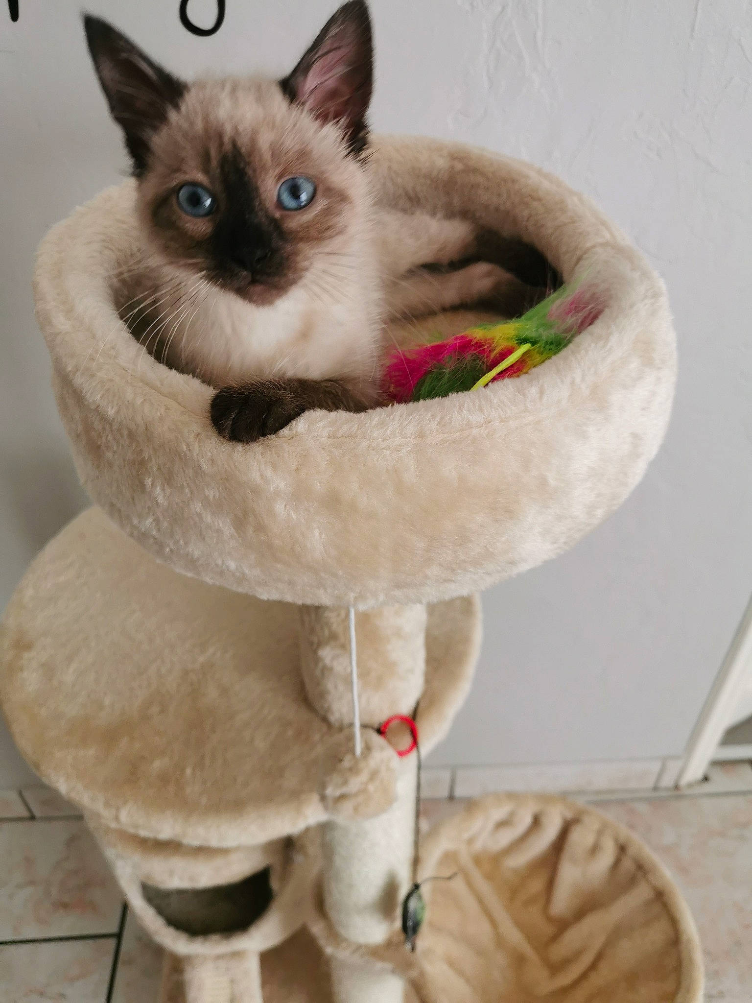 Penelope participe au concours pour gagner de l'argent avec cette photo : asian, balinese, birman, burmese, carnivore, cat, colorpoint_shorthair, domestic_short_haired_cat, fawn, felidae, himalayan, kitten, mammal, paw, ragdoll, siamese, small_to_medium_sized_cats, thai, tonkinese, whiskers