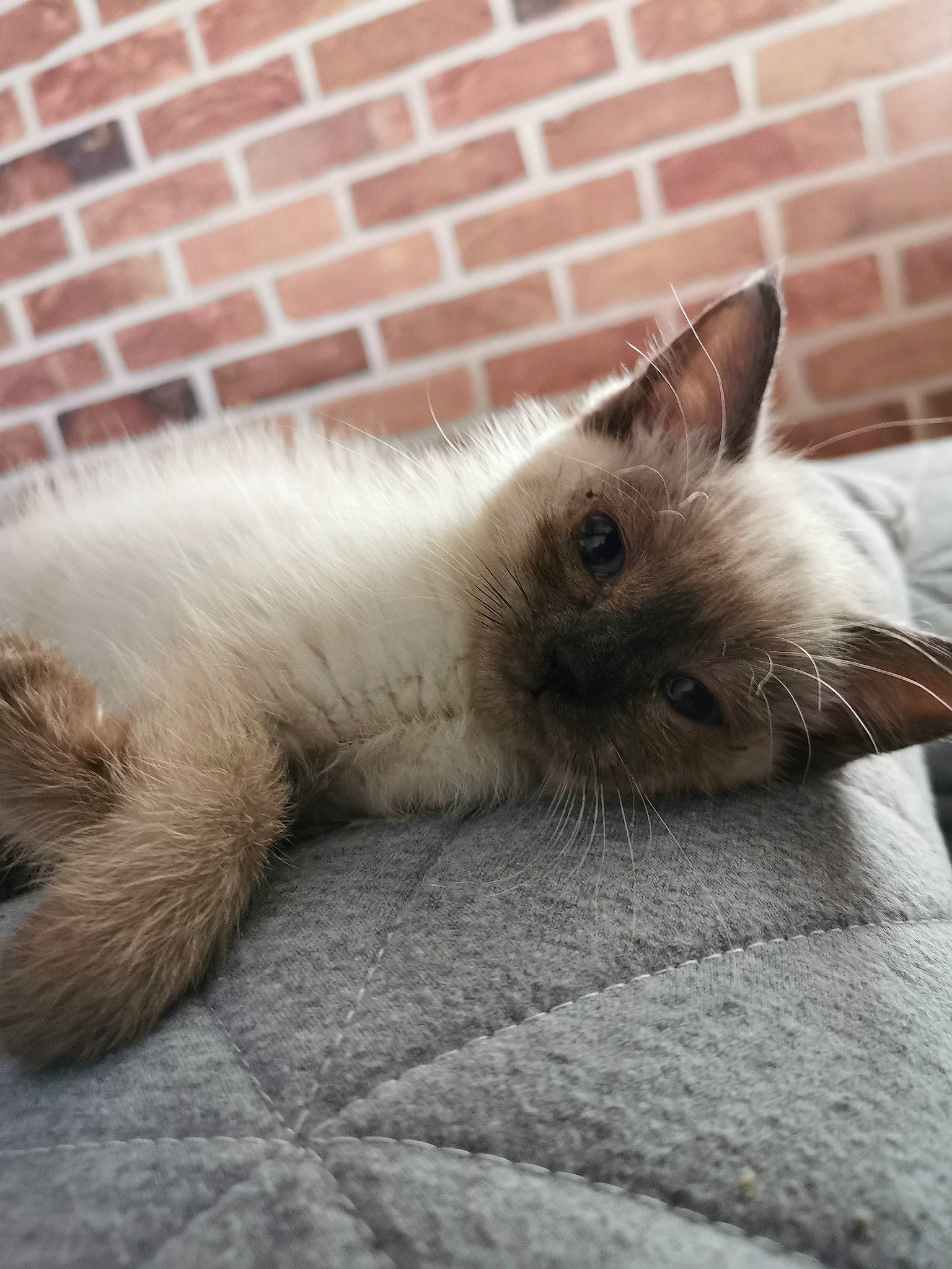 Penelope a rejoint le concours — aidez-le/la à gagner de superbes lots ! balinese, birman, british_semi_longhair, carnivore, cat, domestic_long_haired_cat, eye, fawn, felidae, fur, himalayan, kitten, mammal, ragdoll, siamese, small_to_medium_sized_cats, tail, thai, vertebrate, whiskers