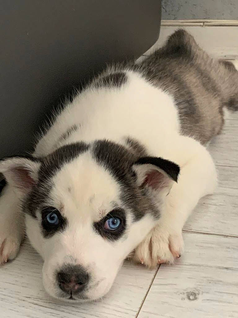 Alaska a rejoint le concours — aidez-le/la à gagner de superbes lots ! carnivore, comfort, companion_dog, dog, dog_breed, flooring, fur, non_sporting_group, paw, siberian_husky, sled_dog, snout, sporting_group, terrestrial_animal, whiskers, working_animal, working_dog