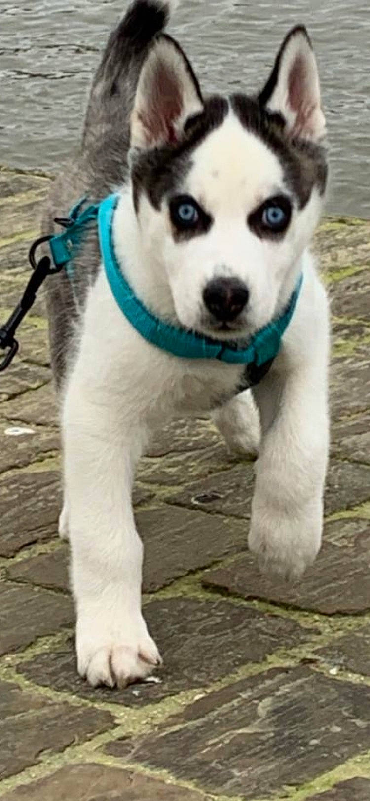 Alaska a rejoint le concours — aidez-le/la à gagner de superbes lots ! ancient_dog_breeds, art, canis, carnivore, collar, companion_dog, dog, dog_breed, dog_collar, fur, non_sporting_group, plant, siberian_husky, sled_dog, snout, tail, terrestrial_animal, whiskers, working_animal, working_dog