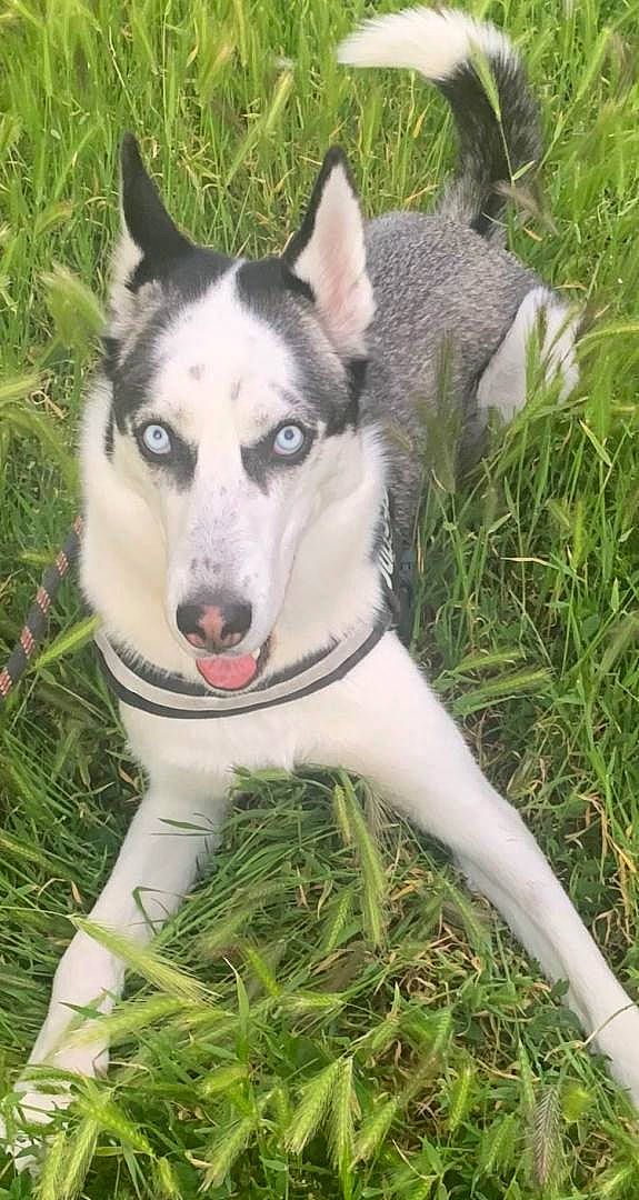 Alaska participe au concours pour gagner de l'argent avec cette photo : ancient_dog_breeds, canidae, carnivore, collar, companion_dog, dog, dog_breed, grass, jaw, non_sporting_group, plant, siberian_husky, sled_dog, sporting_group, terrestrial_animal, vertebrate, working_animal, working_dog