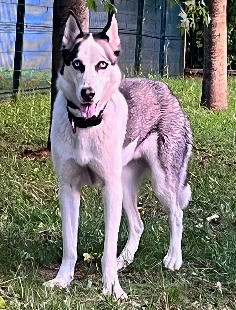 Alaska a rejoint le concours — aidez-le/la à gagner de superbes lots ! canidae, canis, carnivore, collar, companion_dog, dog, dog_breed, fawn, fur, grass, jaw, pet_supply, plant, sled_dog, snout, sporting_group, tail, tree, wolf, working_animal