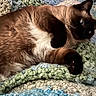 cat, siamese_cat, feline, pet, animal, fur, blue_eyes, paws, knitted_blanket, cozy, relaxed, indoor, closeup, cute, whiskers, resting, soft_texture, brown_fur, black_paws, curious