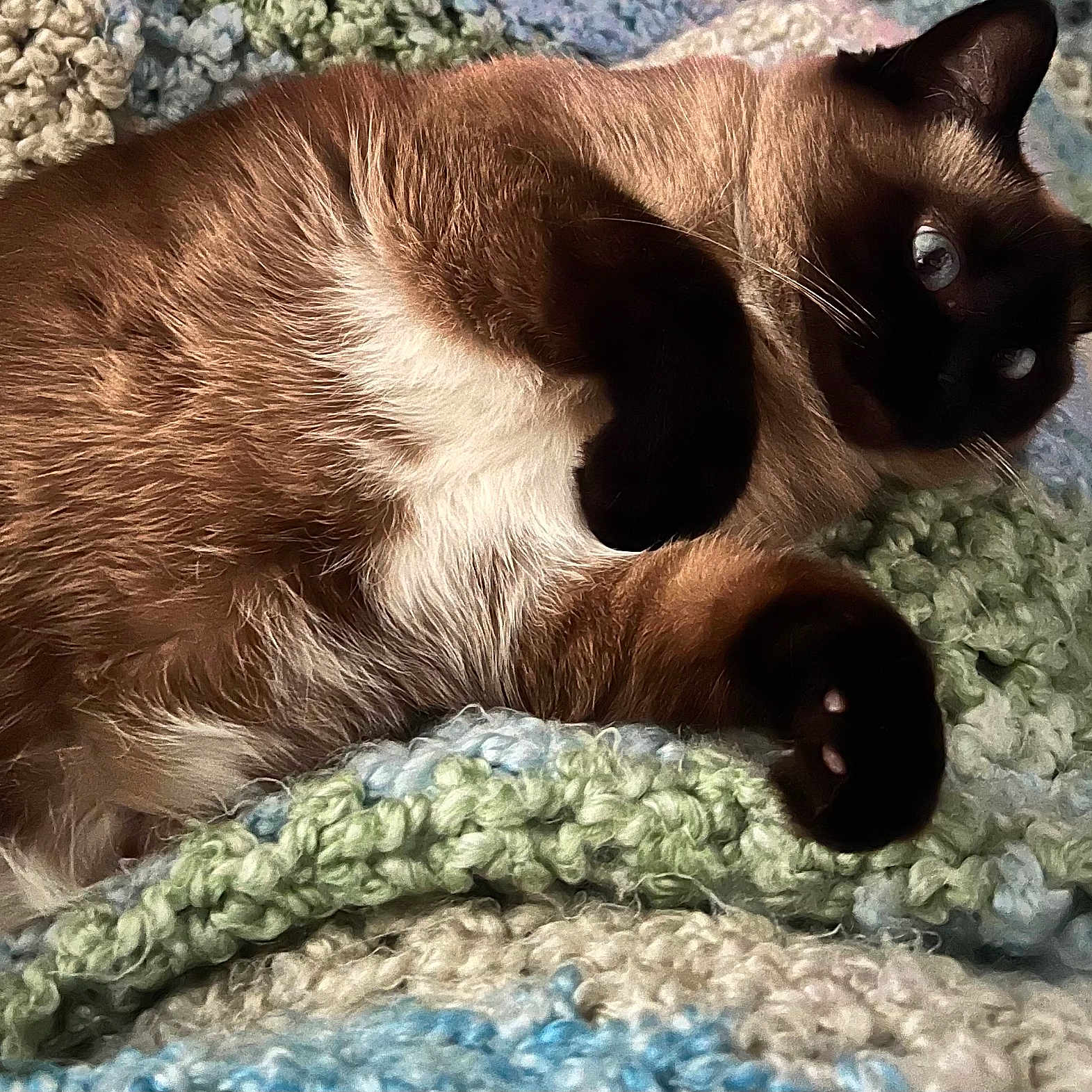 Mittens joined the competition — help win amazing prizes! cat, siamese_cat, feline, pet, animal, fur, blue_eyes, paws, knitted_blanket, cozy, relaxed, indoor, closeup, cute, whiskers, resting, soft_texture, brown_fur, black_paws, curious
