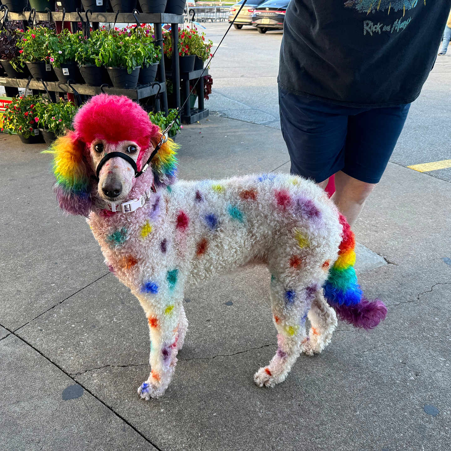Lola is registered to the contest to win money with this photo: animal, bright_colors, canine, colorful, concrete, curly_fur, dog, fashion, flowers, leash, outdoor, parking_lot, person, pet, plants, poodle, rainbow_colored, shorts, sidewalk, urban