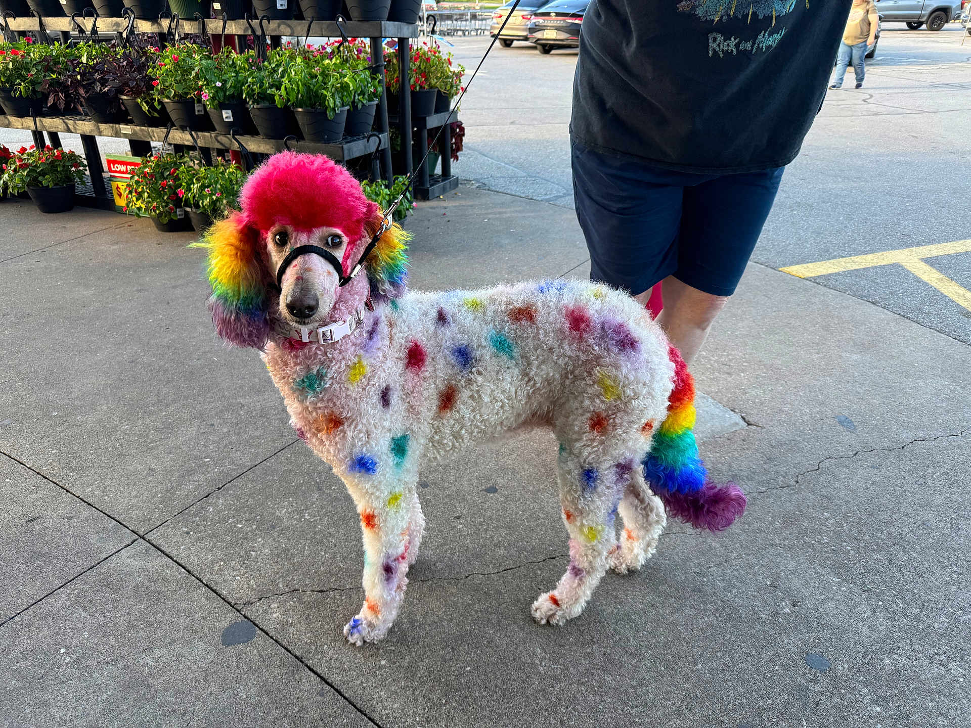 Lola is registered to the contest to win money with this photo: dog, poodle, rainbow_colored, colorful, pet, animal, leash, sidewalk, person, shorts, outdoor, plants, flowers, parking_lot, concrete, curly_fur, fashion, bright_colors, urban, canine
