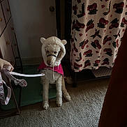 Lola is registered to the contest to win money with this photo: dog, pet, indoor, leash, hoodie, costume, pink_cape, carpet, blanket, furniture, hand, door, decor, animal, curtain, floor, toy, warm_lighting, small_dog, cute
