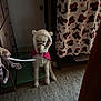 dog, pet, indoor, leash, hoodie, costume, pink_cape, carpet, blanket, furniture, hand, door, decor, animal, curtain, floor, toy, warm_lighting, small_dog, cute