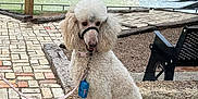 Lola is registered to the contest to win money with this photo: dog, poodle, white_dog, pet, leash, harness, waterfall, river, trees, greenery, park, bench, stone, paved_path, outdoor, nature, daylight, cloudy_sky, animal, sitting