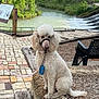 dog, poodle, white_dog, pet, leash, harness, waterfall, river, trees, greenery, park, bench, stone, paved_path, outdoor, nature, daylight, cloudy_sky, animal, sitting
