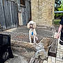 Lola joined the competition — help win amazing prizes! dog, poodle, leash, outdoor, concrete, brick, wood, metal, person, pet, animal, sidewalk, building, rustic, fence, greenery, collar, sitting, daylight, urban