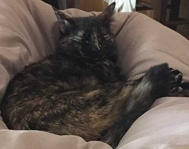 Kiki participe au concours pour gagner de l'argent avec cette photo : asian, black_cat, carnivore, cat, comfort, domestic_short_haired_cat, felidae, fur, furniture, nap, sleep, small_to_medium_sized_cats, tail, whiskers