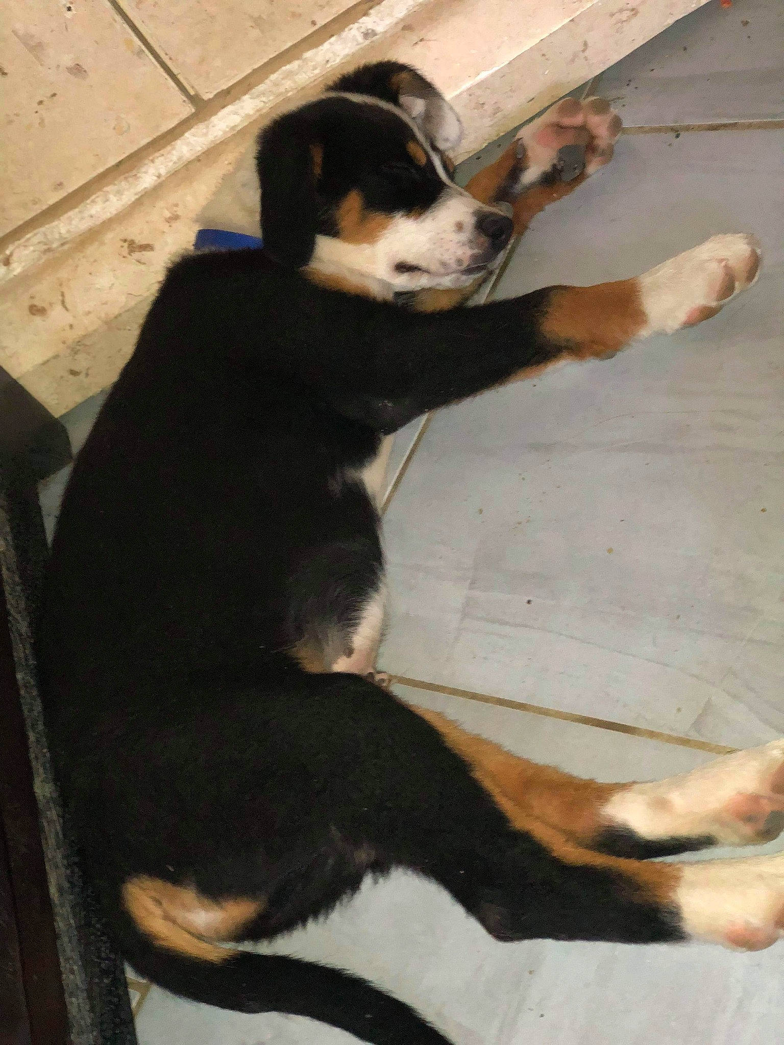 Happy participe au concours pour gagner de l'argent avec cette photo : appenzeller_sennenhund, canidae, carnivore, dog, dog_breed, entlebucher_mountain_dog, greater_swiss_mountain_dog, mammal, sporting_group, tail, vertebrate, working_dog