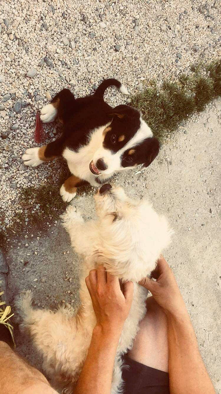 Happy participe au concours pour gagner de l'argent avec cette photo : australian_shepherd, border_collie, canidae, carnivore, companion_dog, dog, dog_breed, fawn, fur, miniature_australian_shepherd, puppy, sporting_group