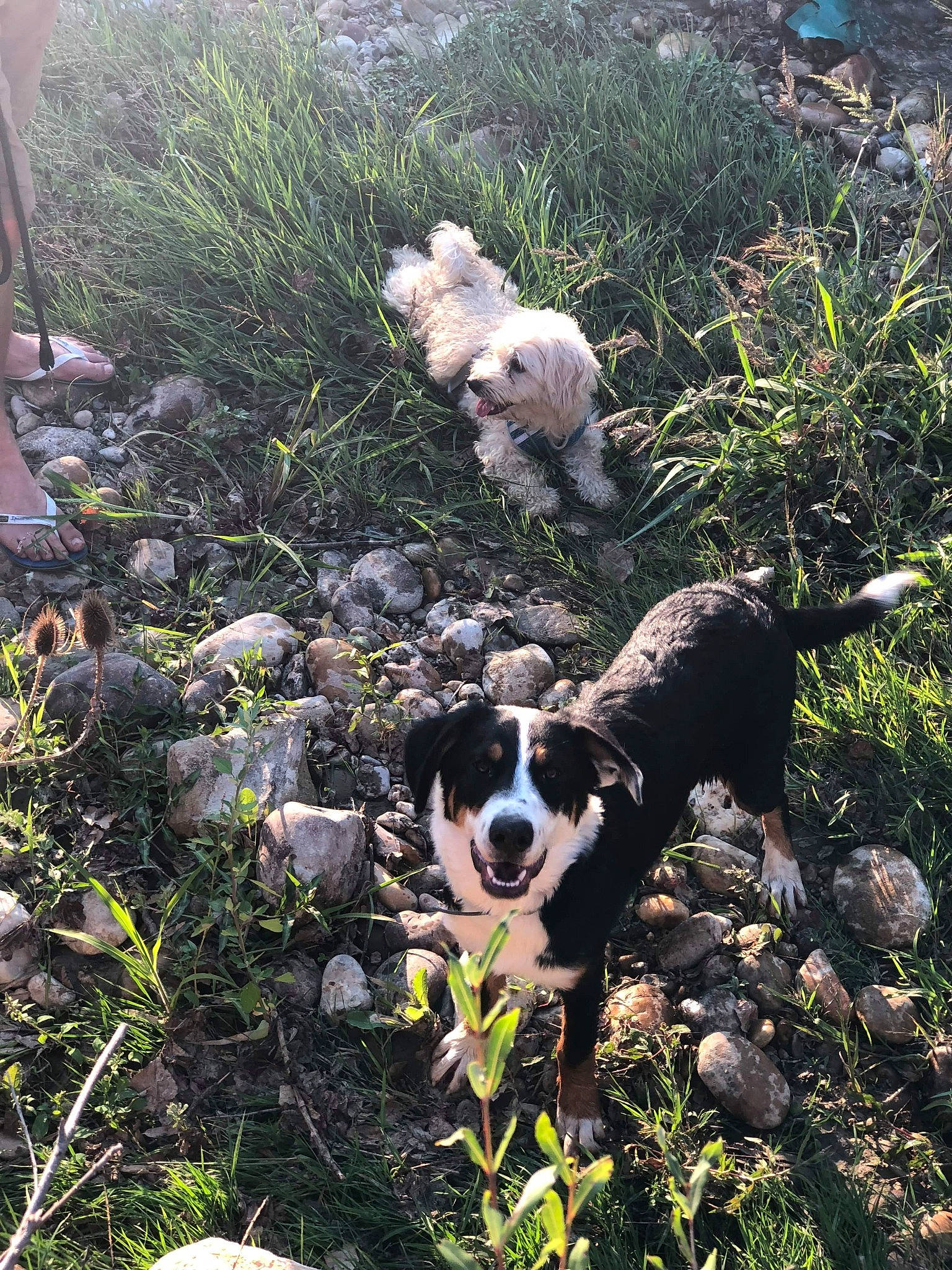 Happy a rejoint le concours — aidez-le/la à gagner de superbes lots ! adventure, border_collie, canidae, carnivore, dog, dog_breed, mountain, plant, soil, sporting_group