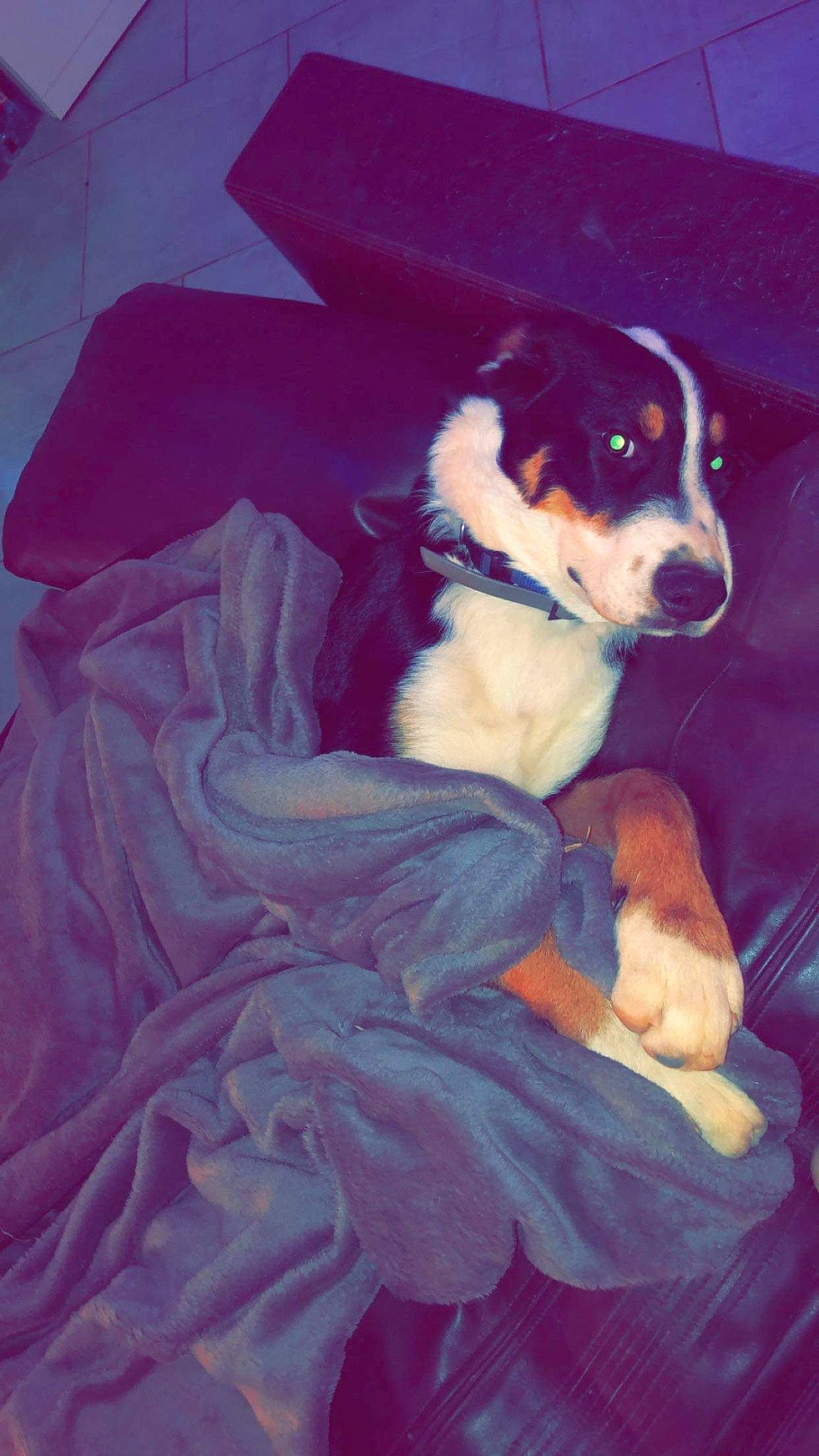 Happy participe au concours pour gagner de l'argent avec cette photo : appenzeller_sennenhund, beagle, canidae, carnivore, dog, dog_breed, entlebucher_mountain_dog, mammal, puppy, working_dog