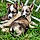 Harley Et Dyna