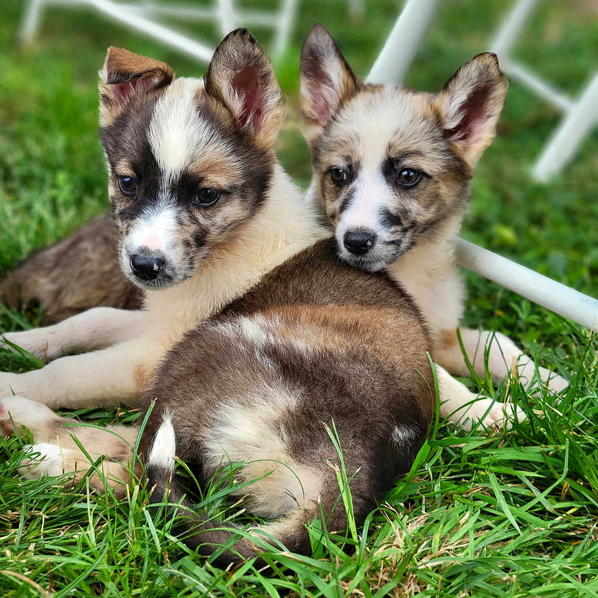 Harley Et Dyna participe au concours pour gagner de l'argent avec cette photo : adorable, animal, black, brown, closeup, companionship, cute, dog, ears, fur, grass, lying_down, nature, outdoor, pet, playful, puppy, relaxing, white, young