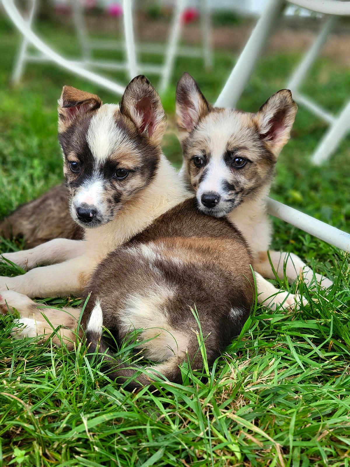 Harley Et Dyna participe au concours pour gagner de l'argent avec cette photo : puppy, dog, grass, outdoor, animal, cute, pet, fur, ears, lying_down, nature, young, brown, white, black, closeup, companionship, relaxing, adorable, playful