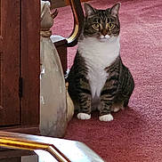 Minx joined the competition — help win amazing prizes! cat, tabby, carpet, indoor, furniture, ceramic_figurine, curious, pet, animal, whiskers, paws, domestic, home, decor, reflection, wood, mirror, vintage, sitting, eyes