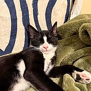 Oreo joined the competition — help win amazing prizes! animal, black_and_white, blanket, cat, close_up, cozy, cute, domestic, fur, green_blanket, indoor, paw, pet, pink_nose, relaxed, resting, sleeping, striped_cushion, tuxedo_cat, whiskers