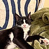 animal, black_and_white, blanket, cat, close_up, cozy, cute, domestic, fur, green_blanket, indoor, paw, pet, pink_nose, relaxed, resting, sleeping, striped_cushion, tuxedo_cat, whiskers