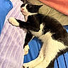 Oreo joined the competition — help win amazing prizes! animal, bed, black_and_white, blanket, cat, comfort, cozy, cute, domestic_cat, fur, indoor, nap, paw, pet, pillow, relaxing, rest, sleeping, soft, whiskers