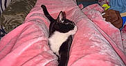 Oreo is registered to the contest to win money with this photo: advertisement, black_and_white_cat, blanket, cat, comfort, cozy, curtains, domestic_animal, furniture, home, indoor, living_room, pet, pink_blanket, relaxation, resting, soft_texture, stretching, television, uber_eats