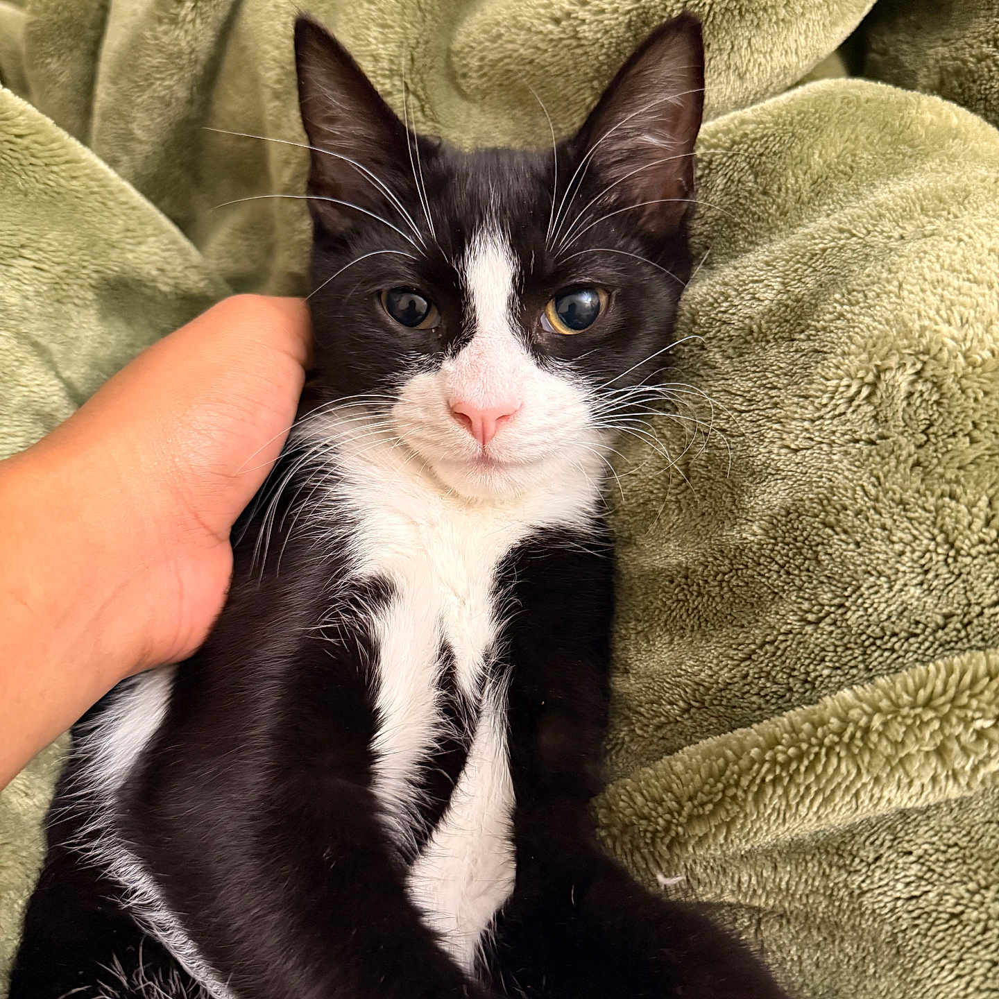 Oreo joined the competition — help win amazing prizes! animal, black_and_white, blanket, cat, close_up, comfort, cozy, cute, domestic_animal, ears, fur, furry, hand, indoors, pet, pink_nose, relaxed, resting, soft, whiskers