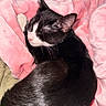 Oreo joined the competition — help win amazing prizes! animal, black_and_white, cat, comfortable, cozy, curled_up, cute, domestic_cat, feline, fur, indoor, mammal, nap, pet, pink_blanket, relaxed, rest, sleeping, soft, whiskers