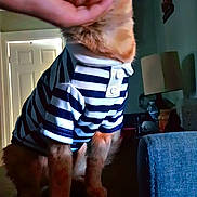 Commanche Karnik joined the competition — help win amazing prizes! cat, orange_tabby, striped_shirt, hand, indoor, furniture, lamp, door, wall_decoration, table, pet, animal, cute, sitting, domestic_cat, striped_clothing, paws, portrait, cozy, human_interaction