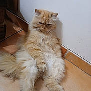 Chouchou a rejoint le concours — aidez-le/la à gagner de superbes lots ! cat, fluffy, orange_cat, sitting, indoor, floor, tile_floor, wall, pet, feline, long_hair, cute, grumpy, relaxed, animal, domestic_animal, whiskers, paws, tail, resting
