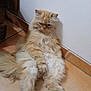 cat, fluffy, orange_cat, sitting, indoor, floor, tile_floor, wall, pet, feline, long_hair, cute, grumpy, relaxed, animal, domestic_animal, whiskers, paws, tail, resting