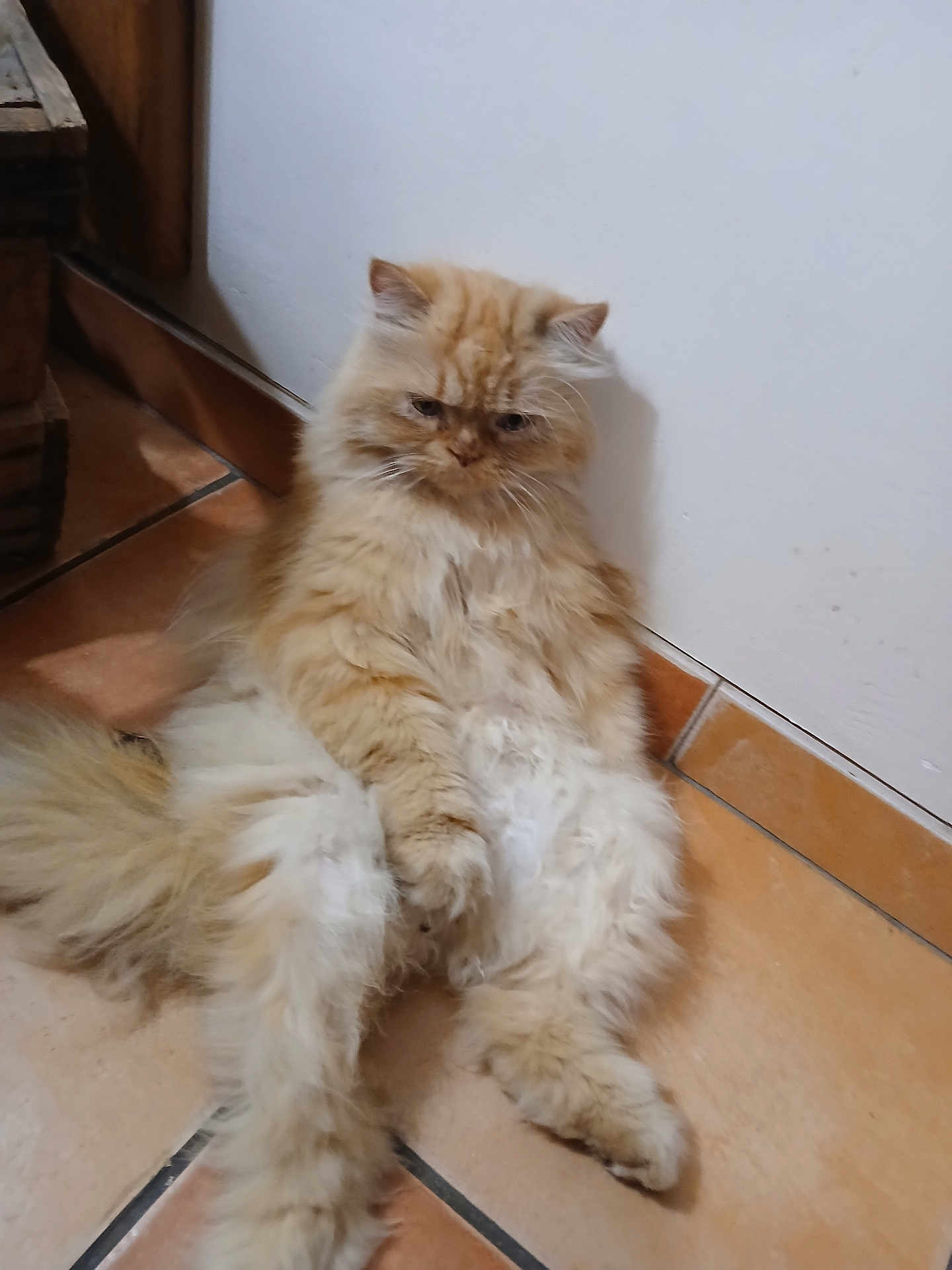 Chouchou a rejoint le concours — aidez-le/la à gagner de superbes lots ! cat, fluffy, orange_cat, sitting, indoor, floor, tile_floor, wall, pet, feline, long_hair, cute, grumpy, relaxed, animal, domestic_animal, whiskers, paws, tail, resting