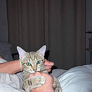 Taz a rejoint le concours — aidez-le/la à gagner de superbes lots ! cat, tabby_cat, pet, hand, bed, blanket, indoor, curtain, feline, animal, paw, fur, claws, person, resting, playful, cute, domestic, whiskers, eyes