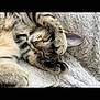 cat, tabby, sleeping, paws, fluffy_blanket, cozy, pet, fur, whiskers, closeup, relaxed, indoor, cute, animal, mammal, resting, nap, soft_texture, peaceful, domestic_cat