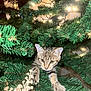 cat, tabby_cat, christmas_tree, ornament, lights, greenery, holiday, festive, curious, pet, indoor, animal, tree_branch, nature, closeup, feline, cute, playful, decorations, seasonal