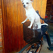 Lexy a rejoint le concours — aidez-le/la à gagner de superbes lots ! bicycle_accessory, dog, dog_breed, dog_like_mammal, product, snout