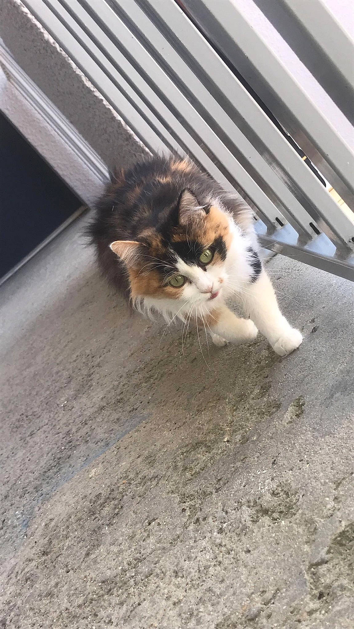 Cléo participe au concours pour gagner de l'argent avec cette photo : aegean_cat, carnivore, cat, domestic_short_haired_cat, fawn, felidae, fur, kitten, paw, polydactyl_cat, small_to_medium_sized_cats, tail, whiskers