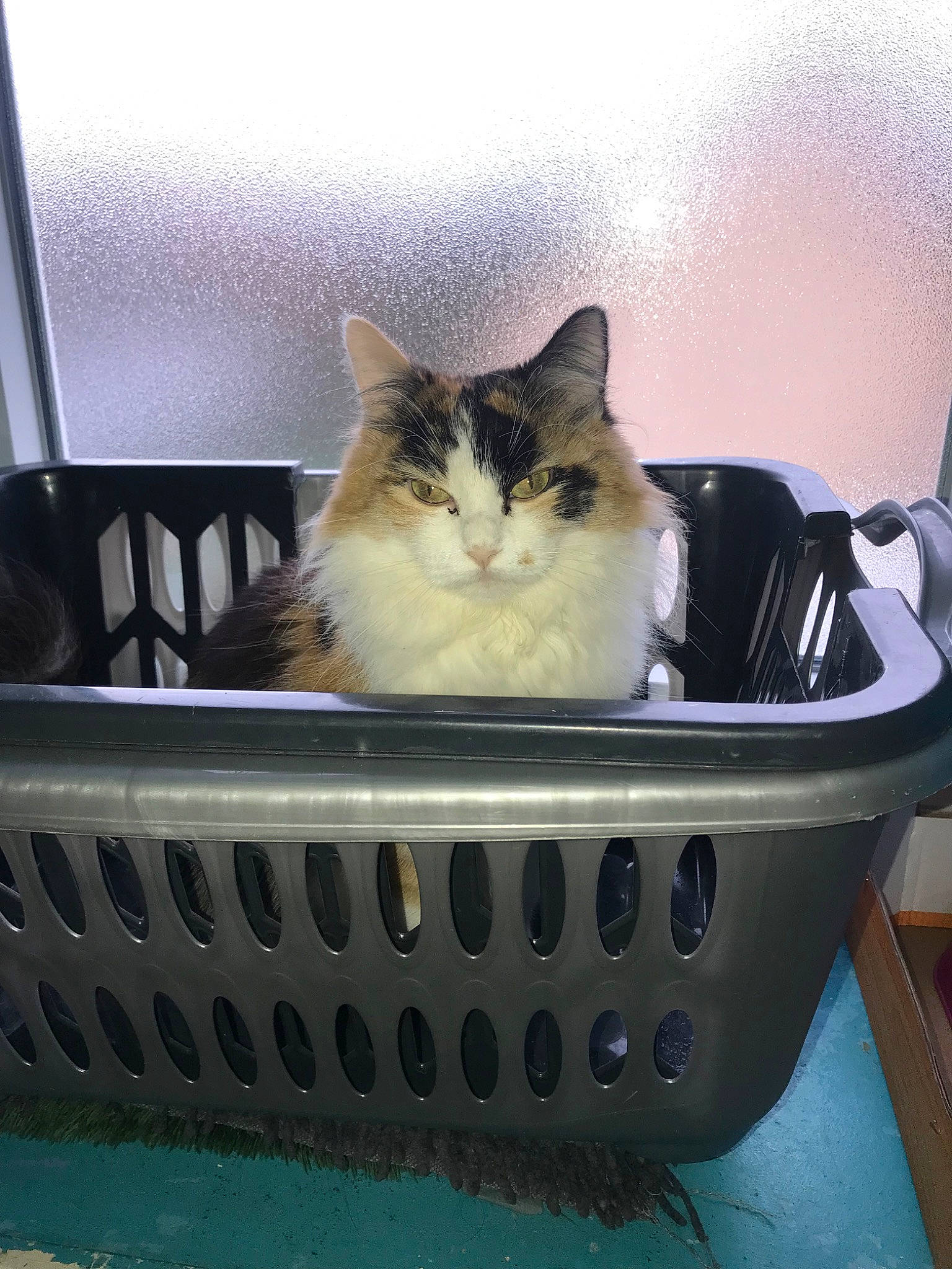 Cléo participe au concours pour gagner de l'argent avec cette photo : aegean_cat, carnivore, cat, domestic_long_haired_cat, domestic_short_haired_cat, european_shorthair, felidae, kitten, ragamuffin, small_to_medium_sized_cats, whiskers