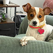 Blinky is registered to the contest to win money with this photo: armchair, book, collar, cute, dog, domestic_animal, ears, face, fur, green_armchair, heart_tag, indoor, looking_at_camera, paw, pet, plant, potted_plant, relaxed, small_dog, table