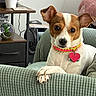 armchair, book, collar, cute, dog, domestic_animal, ears, face, fur, green_armchair, heart_tag, indoor, looking_at_camera, paw, pet, plant, potted_plant, relaxed, small_dog, table