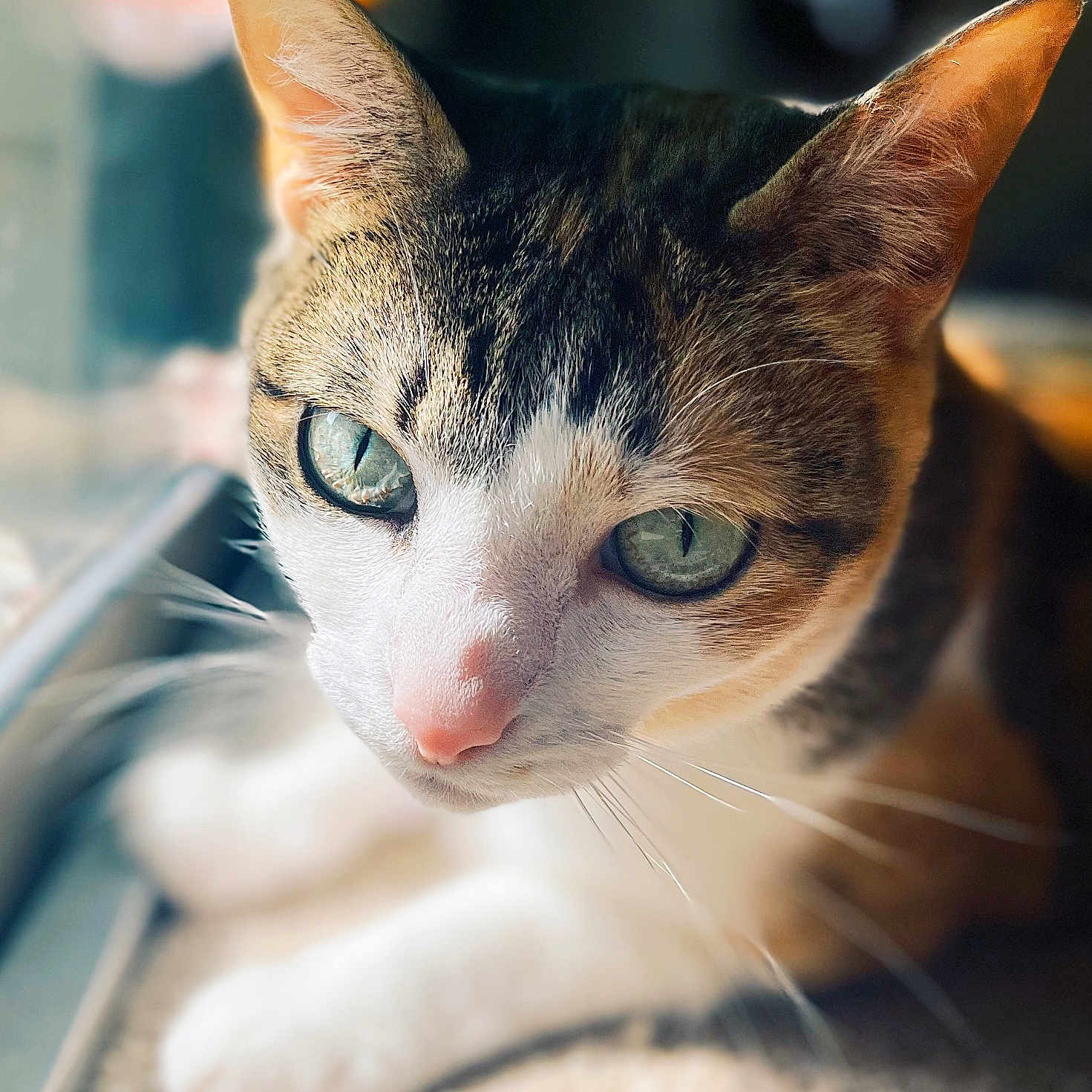 Kida is registered to the contest to win money with this photo: abyssinian, angora, animal, cat, kitten, manx, pet