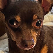 Trixie joined the competition — help win amazing prizes! dog, close_up, brown_fur, small_dog, ears, eyes, pet, mammal, animal, portrait, cute, domestic_animal, snout, whiskers, lying_down, indoor, fur, looking_away, companion, face